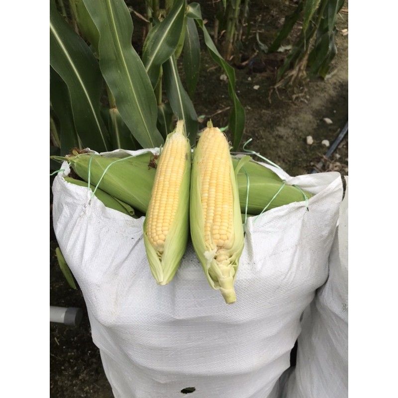 Jagung Manis Sweet Corn Cameron Isi Tiptop Shopee Malaysia