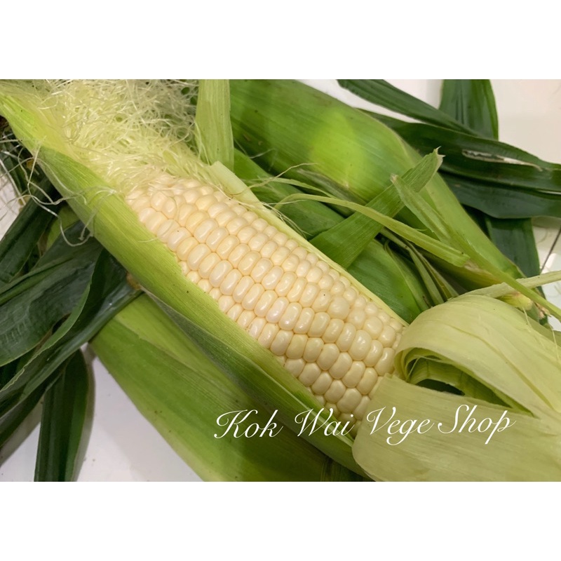 Grade A Cameron Highlands White Sweet Corn Gred A Jagung Susu Cameron