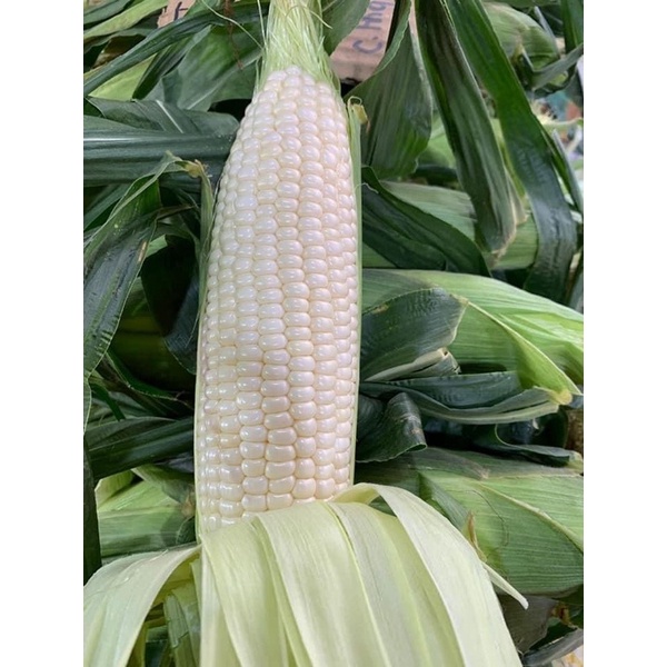 Biji Benih Jagung Manis Susu Putih 150 Seeds White Sweet Corn Seeds