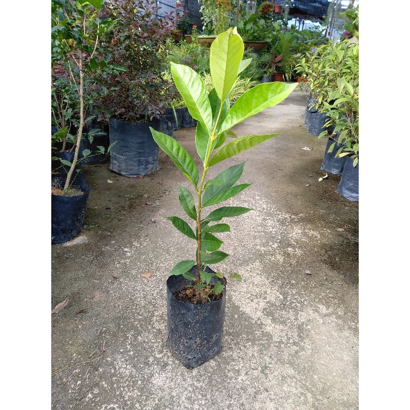 Pokok Daun Salam Bay Leaves Shopee Malaysia