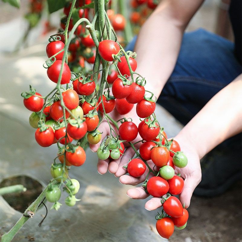 MSW Benih Tomato Ceri Ruby 30pcs Cherry Tomato 樱桃番茄籽 圣女果种子 biji tomato