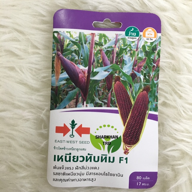 BIJI BENIH JAGUNG MANIS PURPLE SWEET CORN F1 HYBRID CAP PANAH MERAH