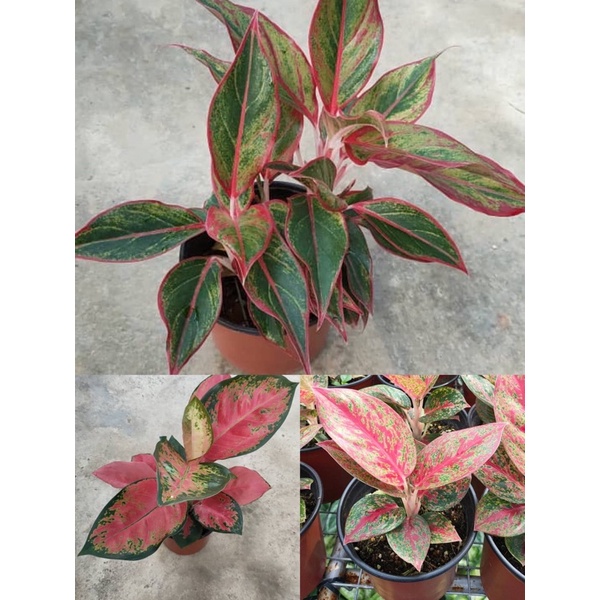 Aglaonema Real Live Plant Shopee Malaysia