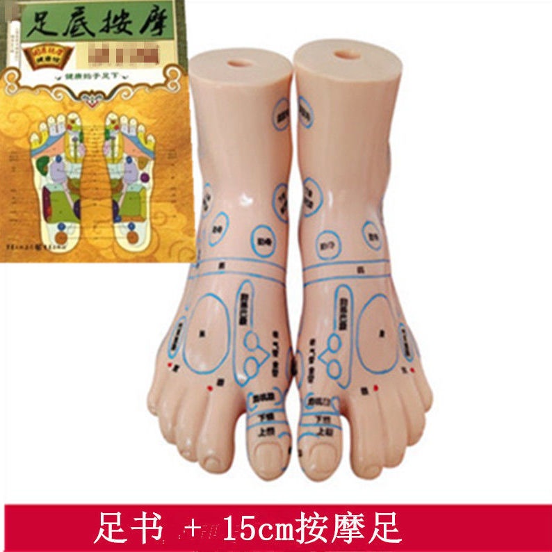 Zones FengFan Brotherhood Of Ear Acupuncture Point Model Hand Foot