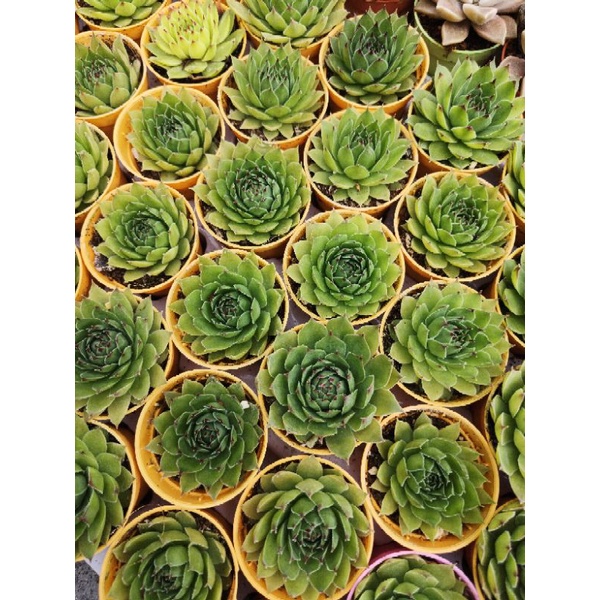 ENE Succulent live Plants 观音莲Sempervivium Tectorum Housekeek