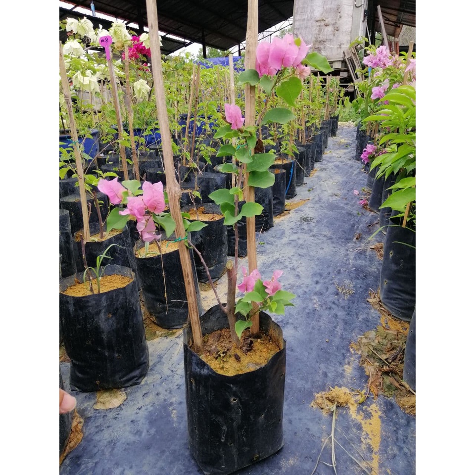 LIVE PLANT BOUGAINVILLEA POKOK BUNGA KERTAS Pelbagai Warna Sila