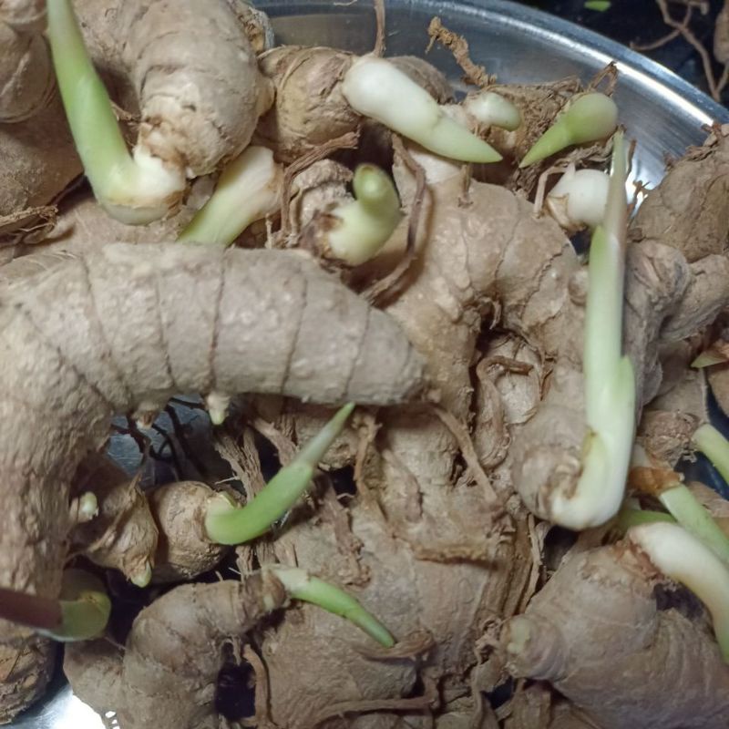 TUNAS KUNYIT HITAM INDIA INDIAN BLACK TURMERIC WITH BUDS KARUMANJAL