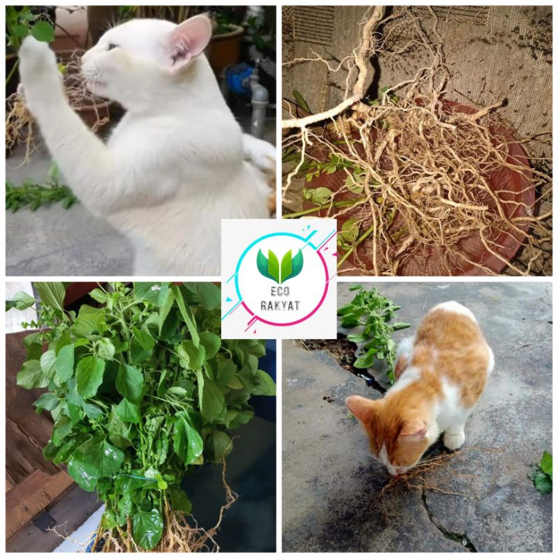 POKOK GALAK KUCING DAN RUMPUT HELIKOPTER ORGANIK Shopee Malaysia