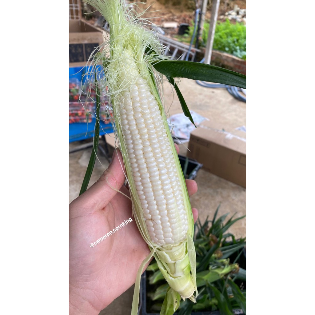 Cameron Highlands White Sweet Corn Jagung Susu Shopee Malaysia