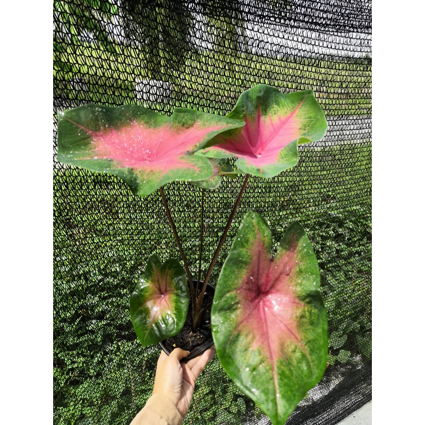 Caladium Plants New Ready Stock Pokok Keladi Merah Kampung Shopee