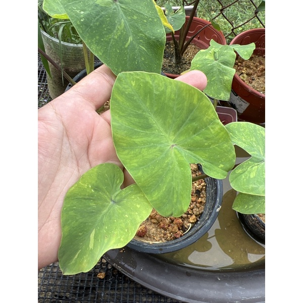 Colocasia Midori Sour Shopee Malaysia