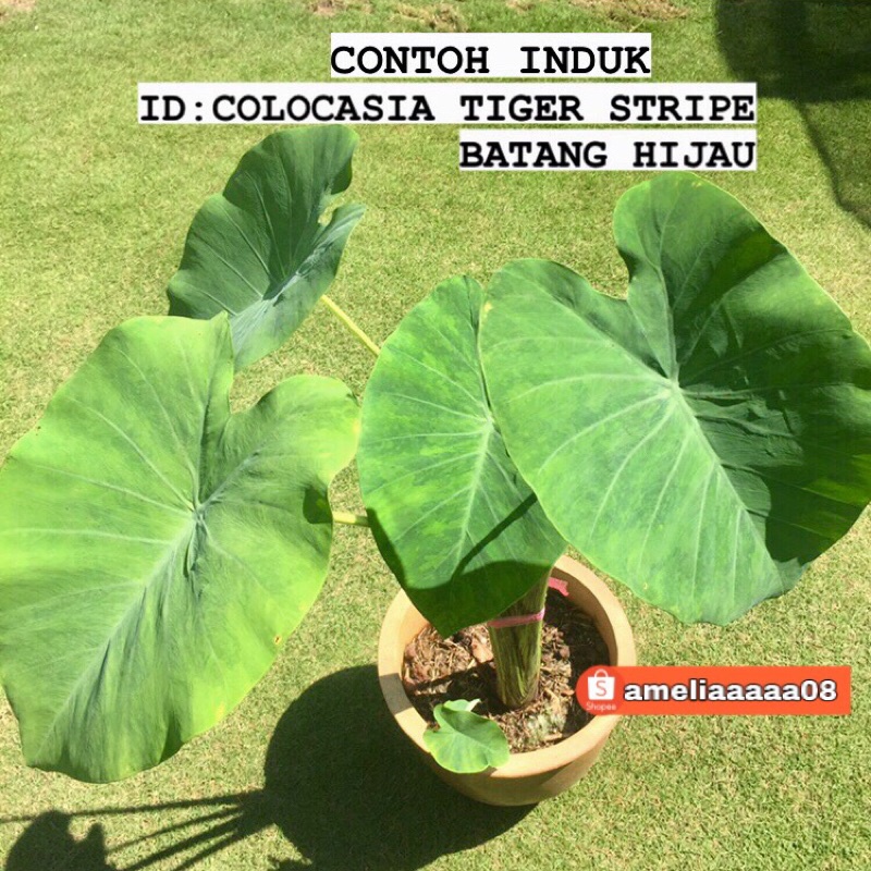 Colocasia Tiger Stripe Batang Hijau Shopee Malaysia