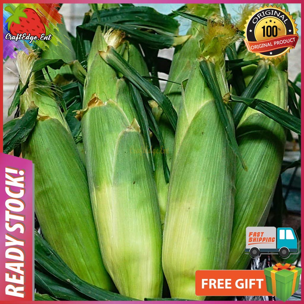 Restock Set Jagung Susu Cameron Highlands Sweet Corn Isi Putih