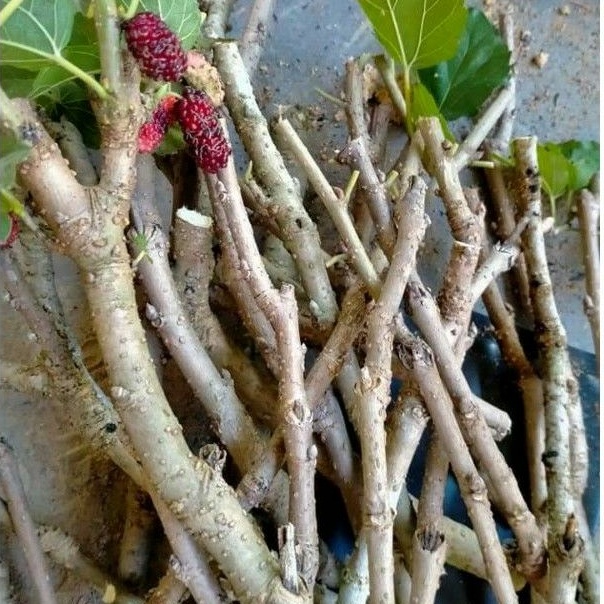 Keratan Batang Mulberry Mulberry Batang Cm Shopee Malaysia