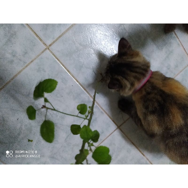 Akar Pokok Kucing Galak Segar Shopee Malaysia