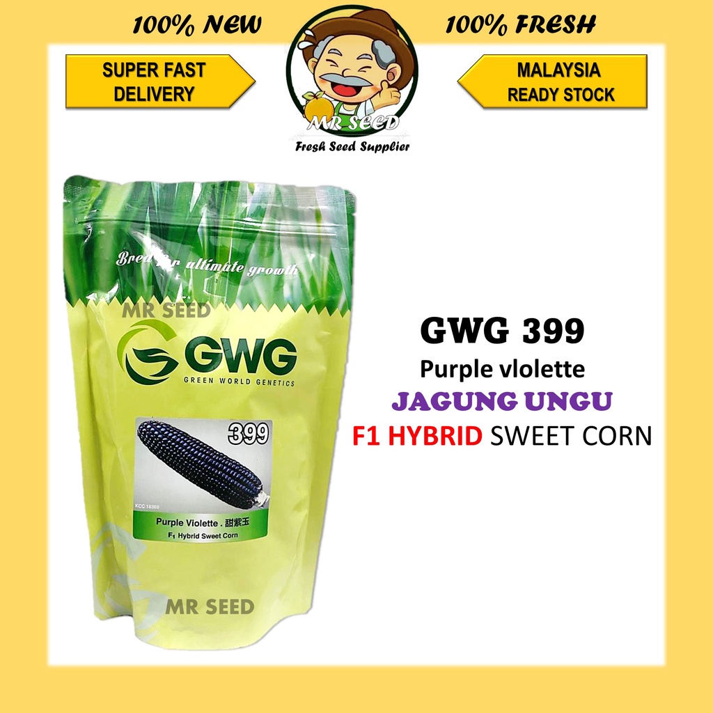 GWG 399 PURPLE VIOLETTE 50GM 500gm F1 HYBRID SWEET CORN JAGUNG UNGU