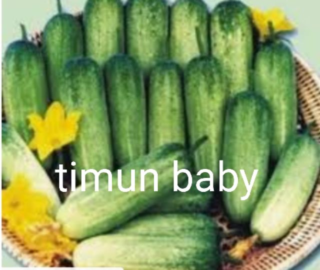 Biji Benih Timun Baby Cucumber Baby Seeds Buy Free G Tahi