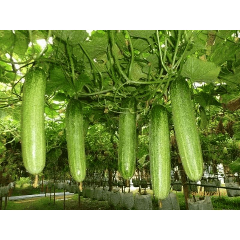 Pcs Biji Benih Timun Malaysia Malaysia Cucumber Seeds Shopee