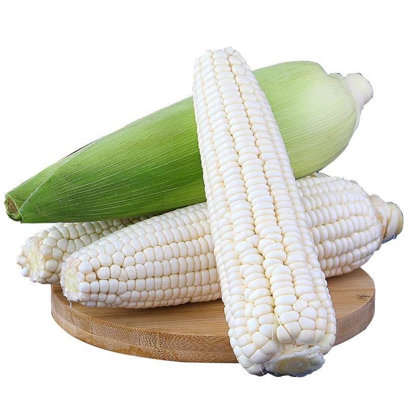 Biji Benih Jagung Putih White Corn Seeds Shopee Malaysia