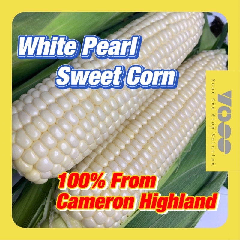 ORGANIC 100 Cameron Highland Sweet White Pearl Corn Jagung Susu Manis