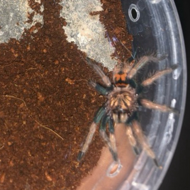 Sling Tarantula Chromatopelma Cyaneopubescens Gbb Shopee Malaysia