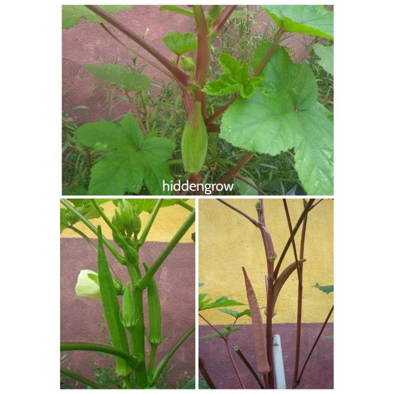 Biji Benih Benih Bendi Okra Lady Finger Kacang Lendir Hijau Merah