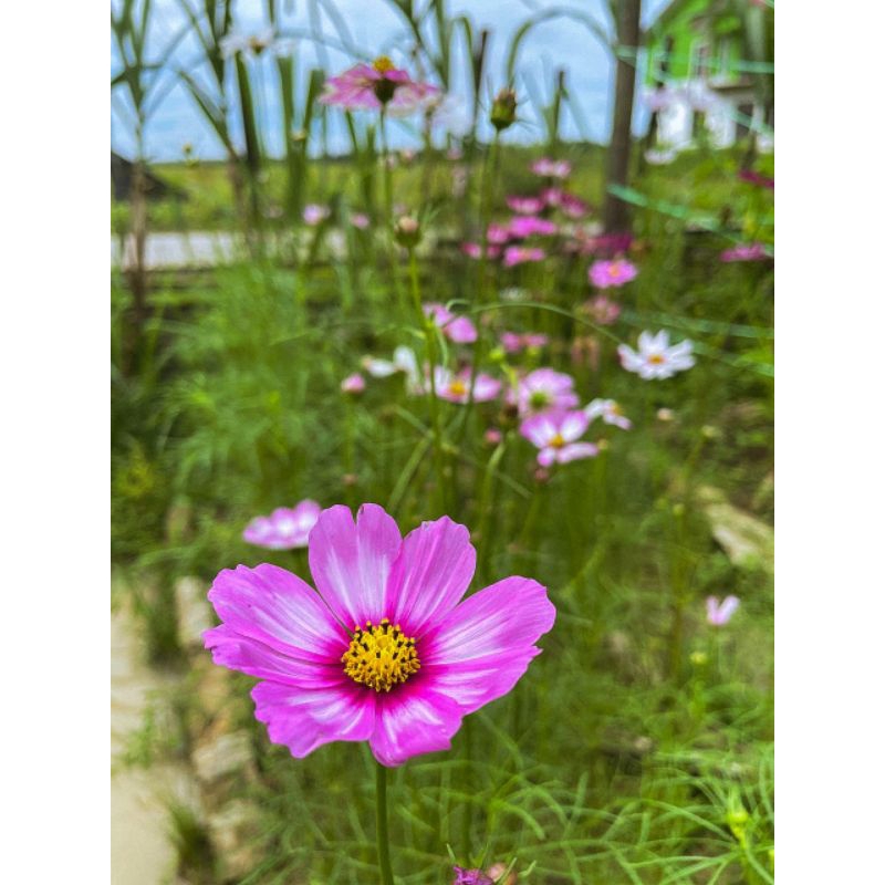 Benih Seed Cosmos Pink Mix Kosmos Pink Pokok Hiasan Shopee