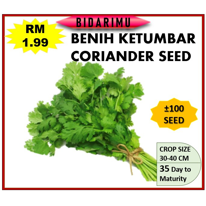 Seed Benih Sayur Ketumbar Benih Ketumbar Pokok Coriander Seed