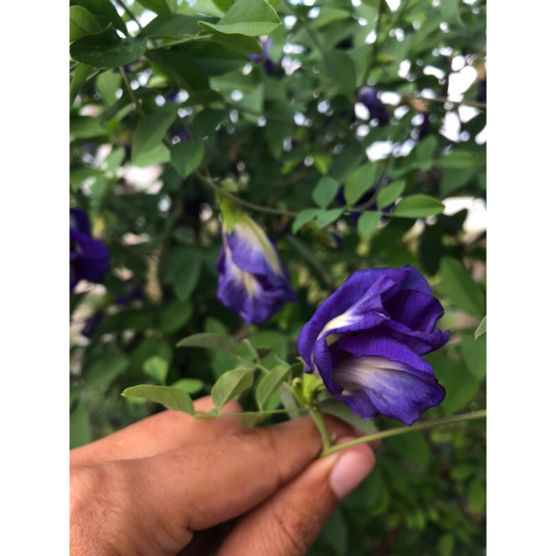 Butterfly Pea Seed Blue Benih Bunga Telang Biru Shopee Malaysia