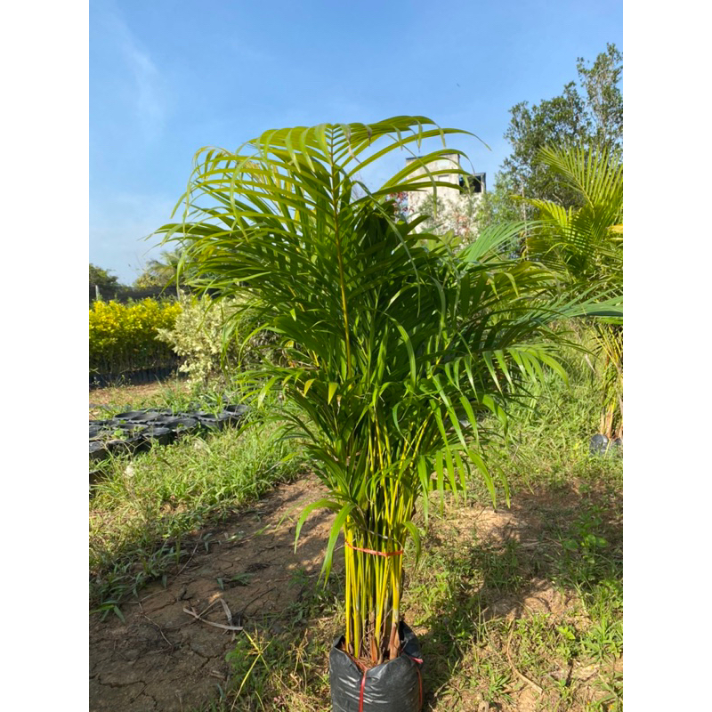 Pokok Pinang Hiasan Pinang Kecil Shopee Malaysia