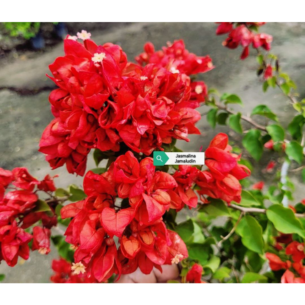 Bunga Kertas Bougainvillea Tanglong Merah Shopee Malaysia