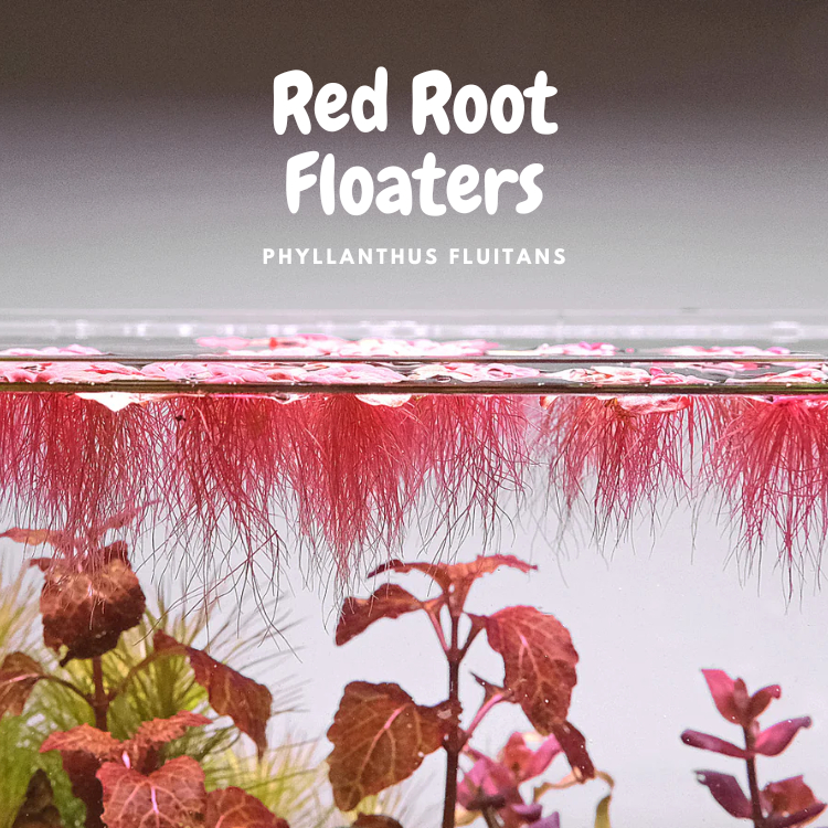 Aqua Nature Red Root Floater Phyllanthus Fluitans Shrimp Safe