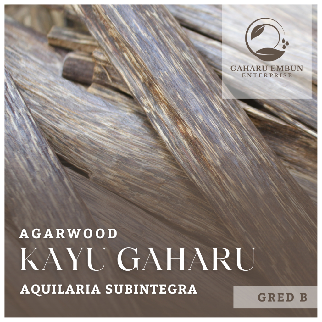 Gaharu Embun Gred B Aquilaria Subintegra Kayu Gaharu Asli Agarwood