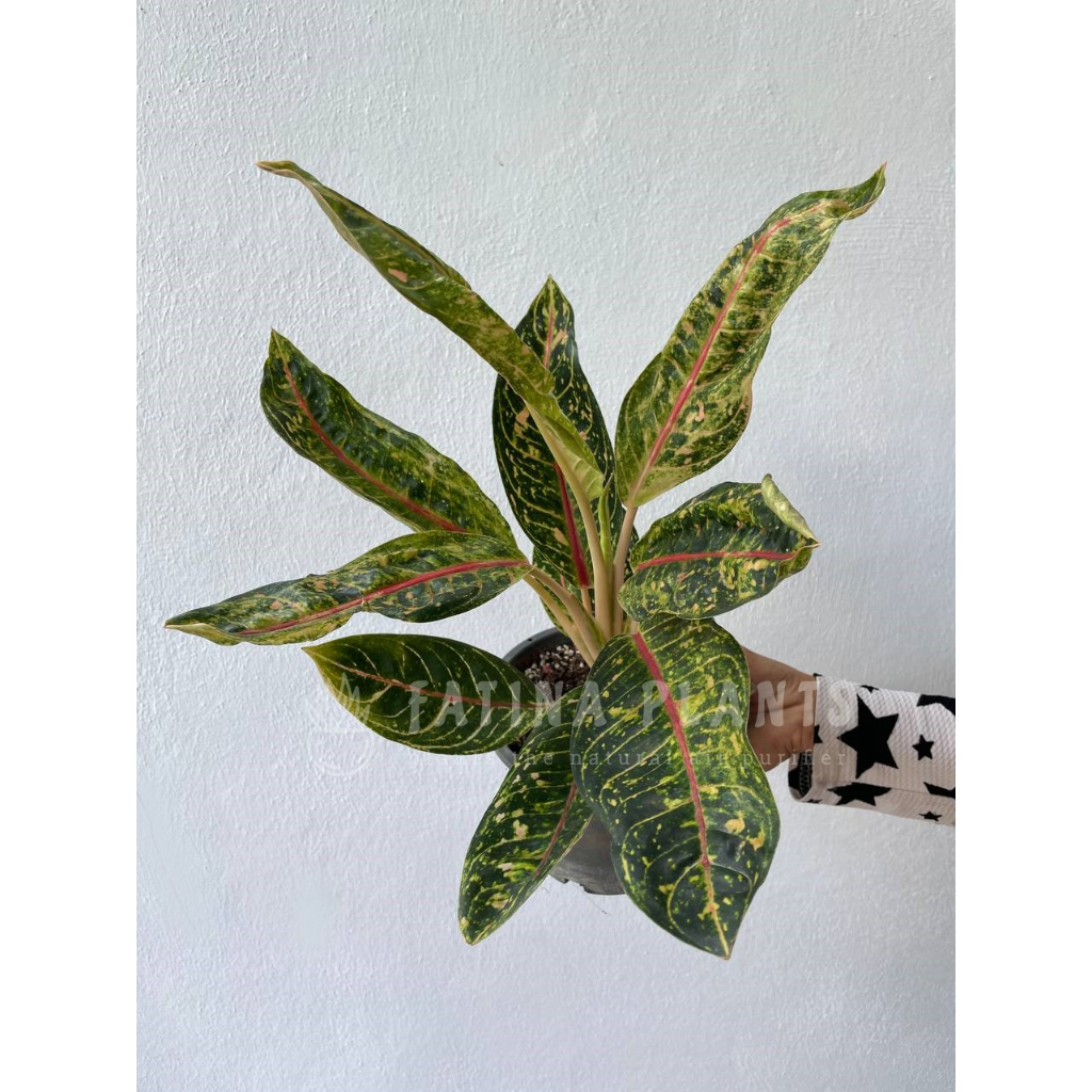 Aglaonema Donna Carmen Aroid LIVE Indoor Plant Pot Included