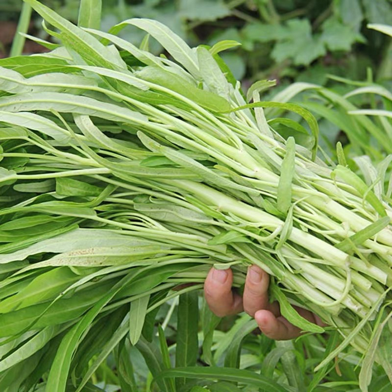 10gram Biji Benih Kangkung Batang Putih Kangkong Water Spinach