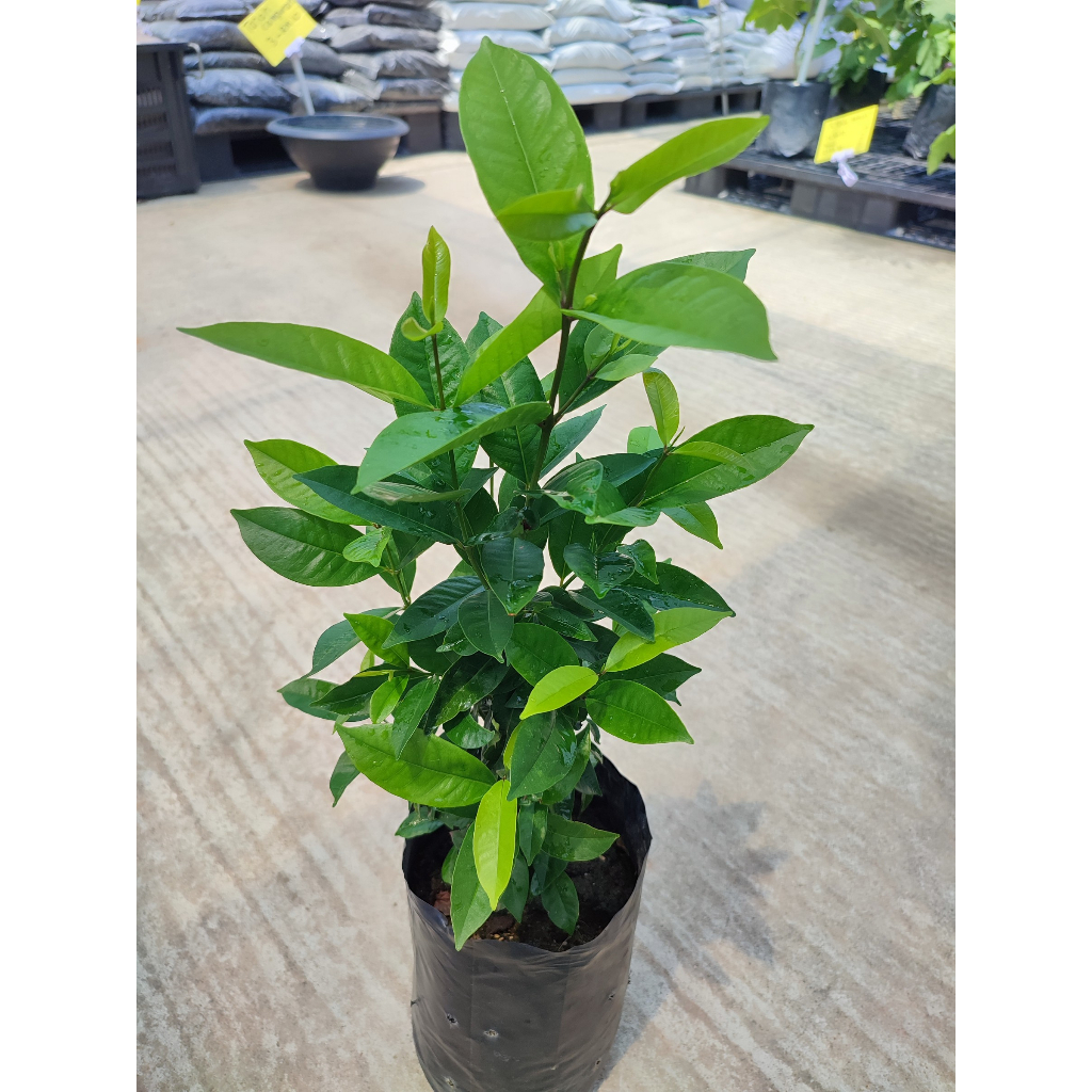 POKOK DAUN SALAM BAY LEAF Shopee Malaysia