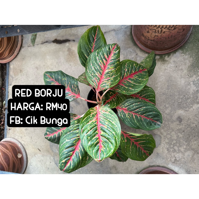 Aglaonema Red Borju Real Live Plant Shopee Malaysia