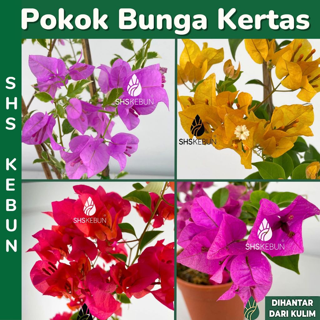 Pokok Bunga Kertas Bougainvillea Plant Pokok Hiasan Outdoor Plant Pokok