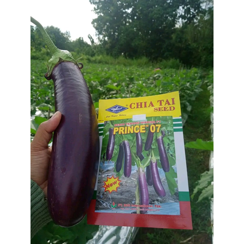 Paket G Prince Biji Benih Terung Ungu F Hybrid Eggplant Seeds Cap