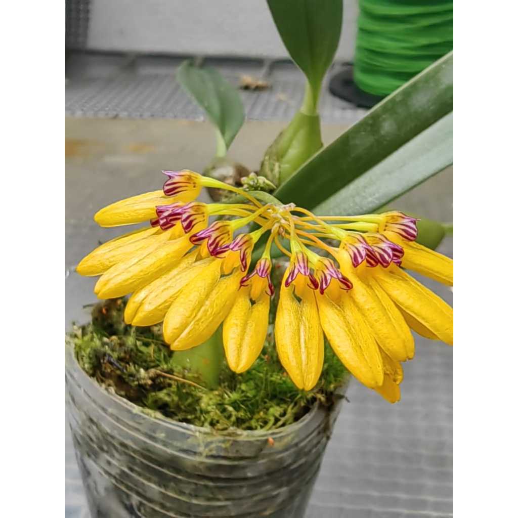 Orchid Bulbophyllum Retusuisculum Mini Shopee Malaysia