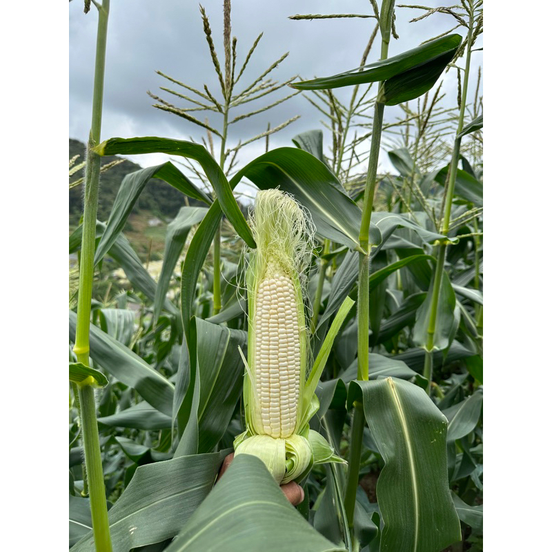 Grade Aa Cameron Highlands White Sweet Corn Gred Aa Jagung Susu