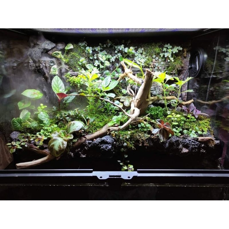 Aqua Terrarium Paludarium Full Set With Design Shopee Malaysia