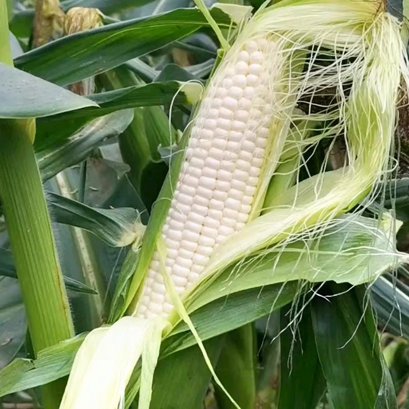 Gram Biji Benih Jagung Manis Susu Putih Sweet White Corn Seeds