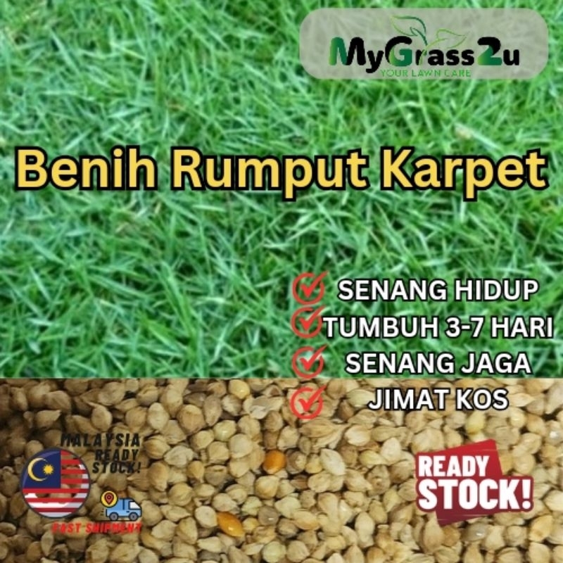 BENIH SEED PEMBEKAL BENIH RUMPUT NO1 MALAYSIA RUMPUT JAPANESE BERMUDA