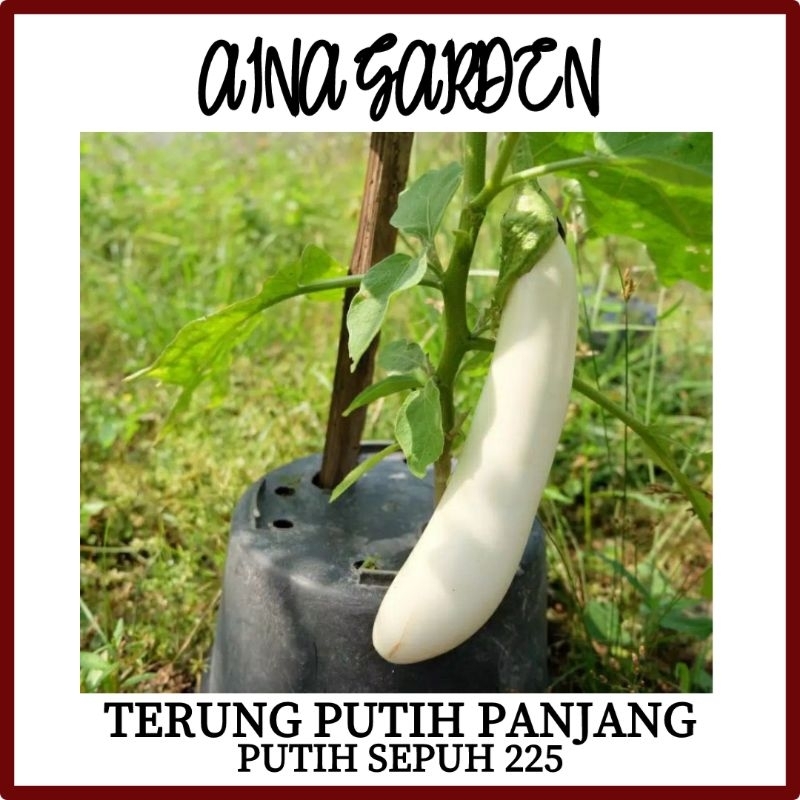 HSK 20pc 60pc TERUNG PUTIH PANJANG PUTIH SEPUH 225 EGGPLANT SEED