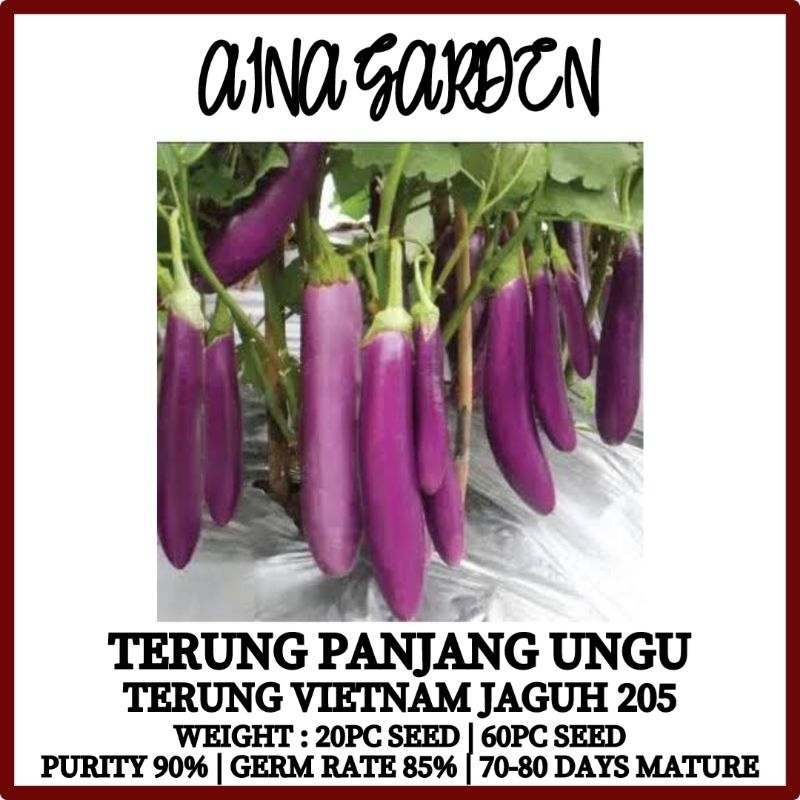 HSK 20pc TERUNG UNGU PANJANG TERUNG PANJANG VIETNAM PURPLE LONG