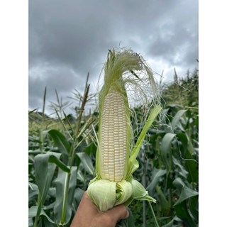 Grade B Cameron Highlands White Sweet Corn Gred B Jagung Susu Cameron