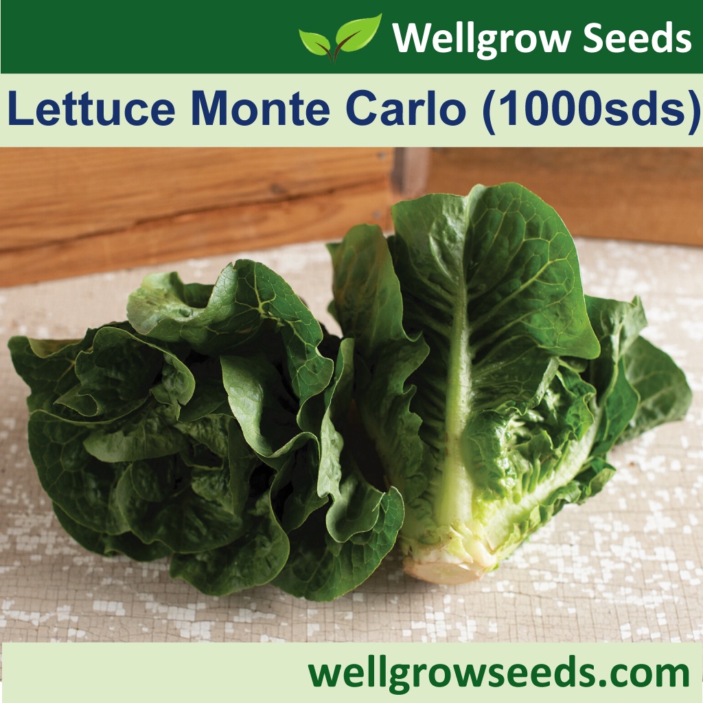 Lettuce Monte Carlo Sds Biji Benih Salad Lettuce Vegetable