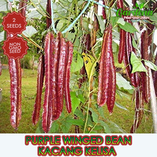 Biji Benih Kacang Botor Kacang Kelisa Winged Bean 10 Biji Benih