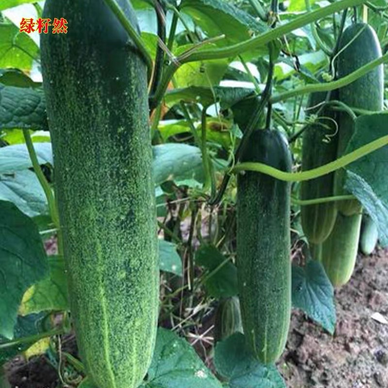 Biji Benih Buah Timun Besar Pcs Large Cucumber Seeds Shopee